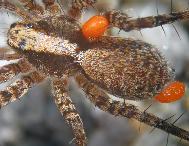 Lycosidae (Pardosa sp.) con Acari parassiti